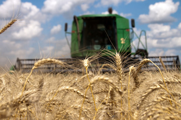 Combine harvests wheat on a field in sunny summer day
