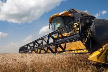 Obraz premium Combine harvests wheat on a field in sunny summer day