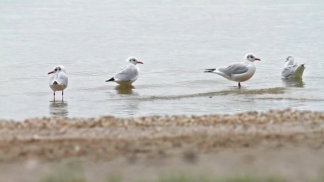 Seagulls bathing in the lake