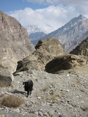 Mountain goats in the Karakorum range
