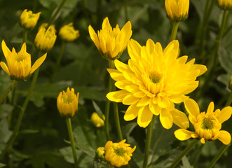 Closeup of yellow Chrysanthemums in a flower nursery