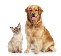 Obraz premium Kot i pies razem