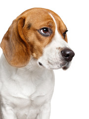 Beagle dog. Close-up portrait
