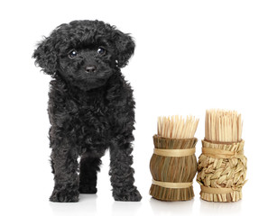 Toy Poodle Puppy