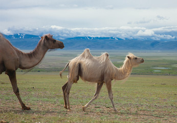 Bactrian camels