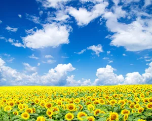 Wandaufkleber Sonnenblumenfeld © Pakhnyushchyy