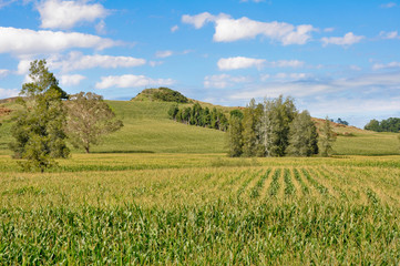 Green Corn field