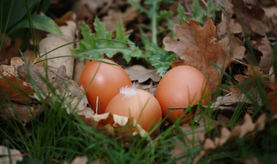 oeufs de poule © gbesnard