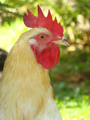 Cock rooster chicken
