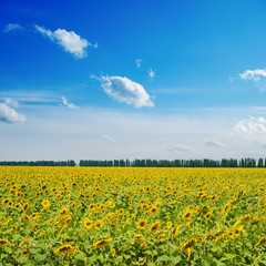 sunflowers on field under cloudy sky