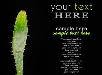 Cactus isolated on the black background