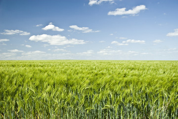 Summer Colorful Wheat Field