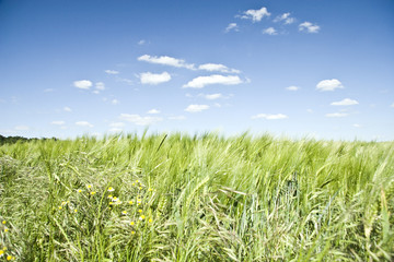 Summer Colorful Wheat Field