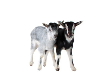 little goat isolated
