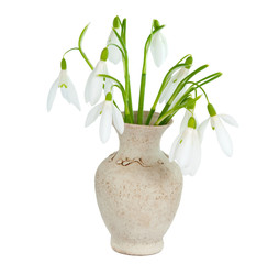 snowdrops in vase isolated