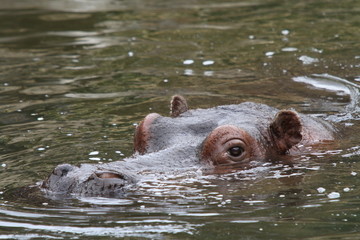 Fototapeta premium hippopotame