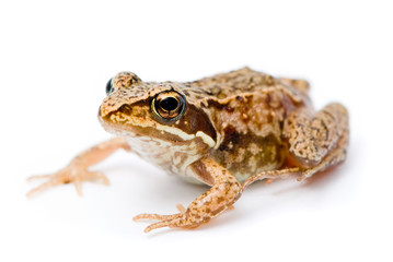 Rana temporaria. Small Grass frog on white background.