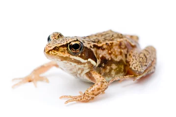 Peel and stick wallpaper Frog Rana temporaria. Small Grass frog on white background.