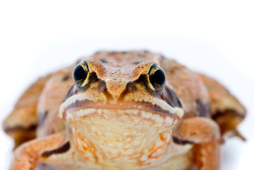 Rana arvalis. Moor frog on white background.