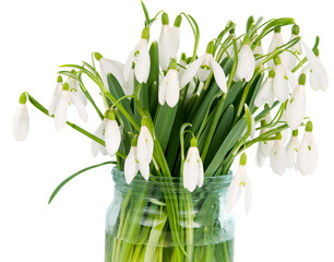 snowdrops in vase isolated