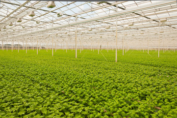 Small  Chrysanthemum plants in a Dutch flower nursery