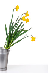 daffodils in a metal bucket