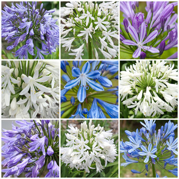 Fototapeta Agapanthe, Agapanthus, Tubéreuse bleue