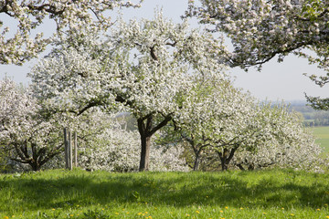 Fototapeta premium frühling in oberbayern