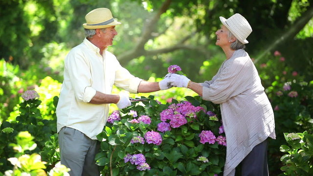 Mature couple cutting flowers