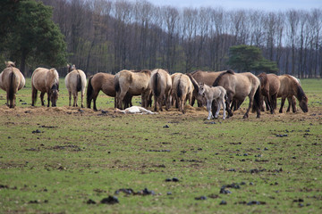 Obraz premium Wildpferdeherde