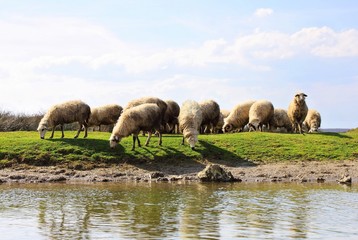 Sheep grazing near water