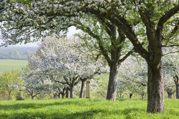 frühlingsidylle