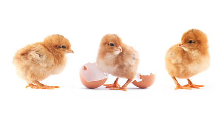 The yellow small chick