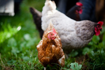 Closeup of a hen in a farmyard (Gallus gallus domesticus)