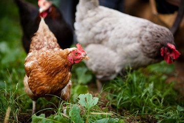 Closeup of a hen in a farmyard (Gallus gallus domesticus)