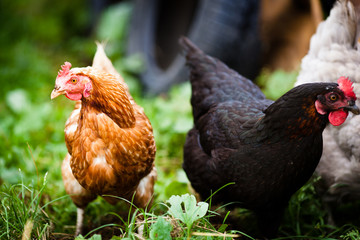 Closeup of a hen in a farmyard (Gallus gallus domesticus)