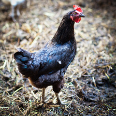 Closeup of a hen in a farmyard (Gallus gallus domesticus)