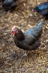 Closeup of a hen in a farmyard (Gallus gallus domesticus)