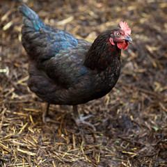Closeup of a hen in a farmyard (Gallus gallus domesticus)