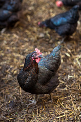 Closeup of a hen in a farmyard (Gallus gallus domesticus)