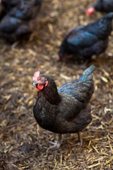 Closeup of a hen in a farmyard (Gallus gallus domesticus)