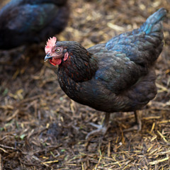 Closeup of a hen in a farmyard (Gallus gallus domesticus)