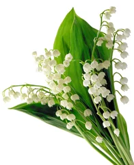 Papier Peint photo Autocollant Muguet lilies-of-the-valley in posy