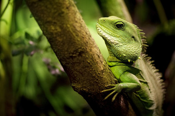 Thailand Water Dragon (Physignathus cocincinus)