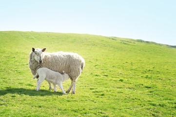 Fototapeta premium Ewe feeding her lamb