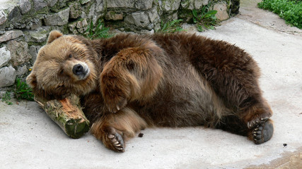 bear in the zoo © zuzzze