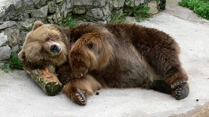 Deurstickers bear in the zoo © zuzzze