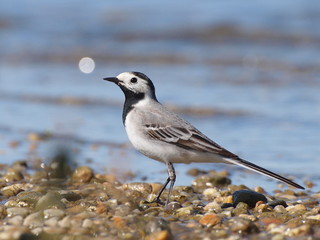 White Wagtail, Motacilla alba