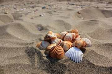 Shells on thesand, Zante island