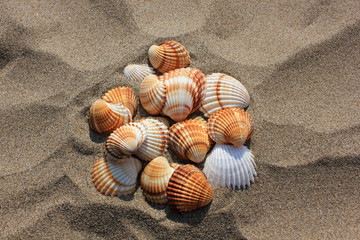 Shells on the beach, Zakynthos island, Greece